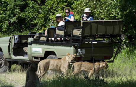Sambia South Luangwa Gamedrive mit Löwe