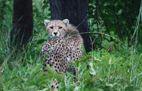 Gepard copyright Mayukuyuku Lodge