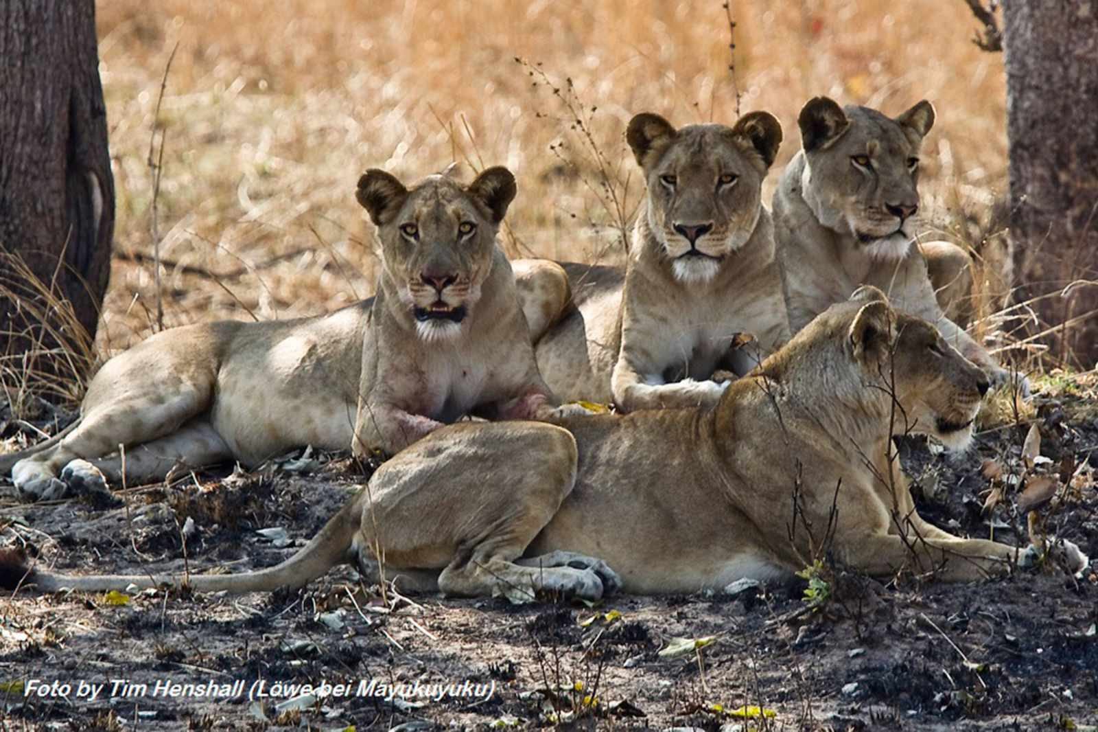 Sambia Löwen im Kafue