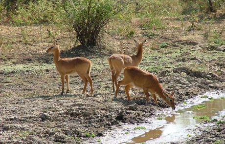 Sambia South Luangwa Puku