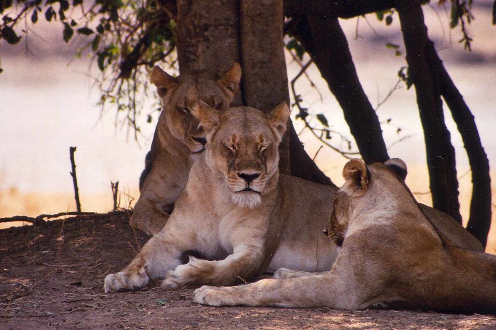 Zwei Löwen dösen vor einem Baum am Luangwa Fluss