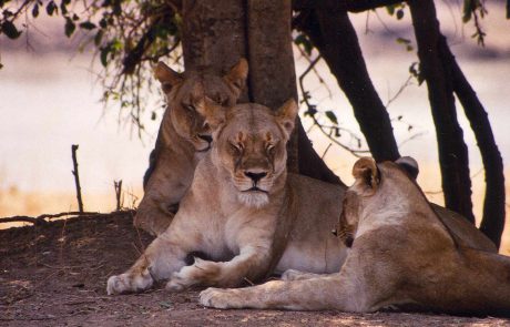 Löwe South Luangwa