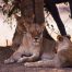 Zwei Löwen dösen vor einem Baum am Luangwa Fluss