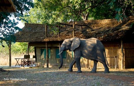 Sambia South Luangwa Faltdogs Zelt mit Elefant