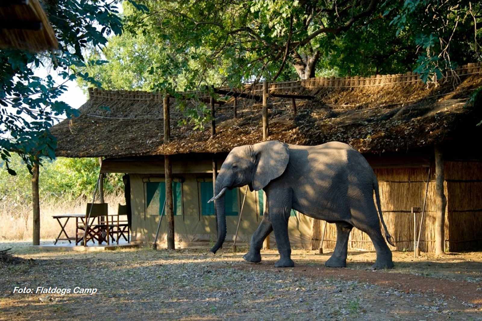 Sambia South Luangwa Faltdogs Zelt mit Elefant