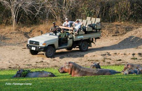Sambia South Luangwa Flatdogs Pirschfahrt