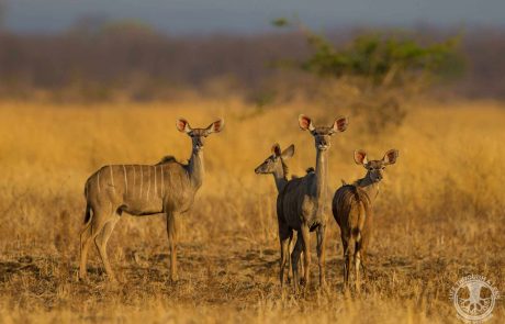 Luangwa Tal Luambe Puku