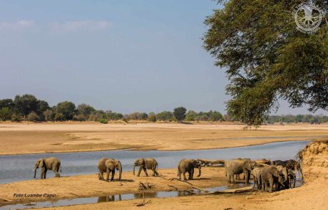 Luangwa Tal Luambe Elefanten am Fluss