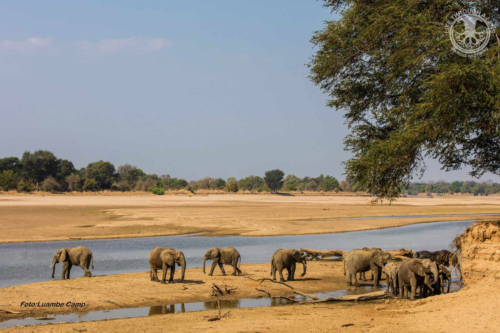 Luangwa Tal Luambe Elefanten am Fluss
