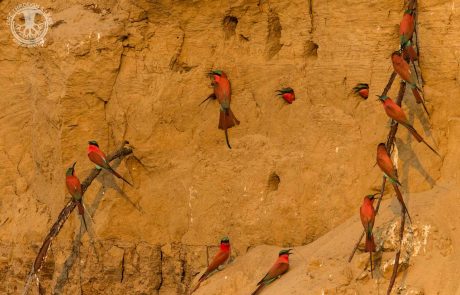 South Luangwa Scharlachspinte