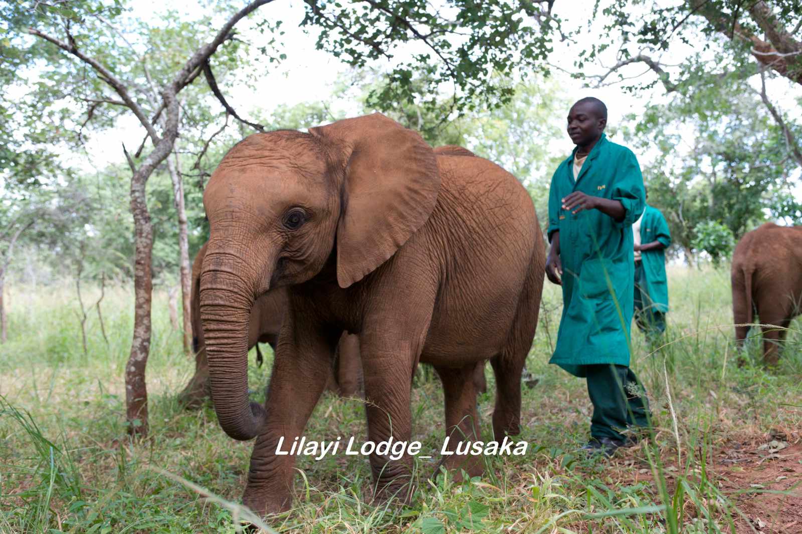 Lusaka copyright Lilayi Lodge Elefant