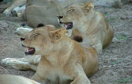 South Luangwa Löwe