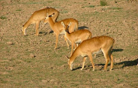 South Luangwa Puku Antilope