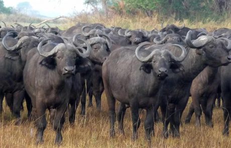 Kafue Busanga Plains Büffel