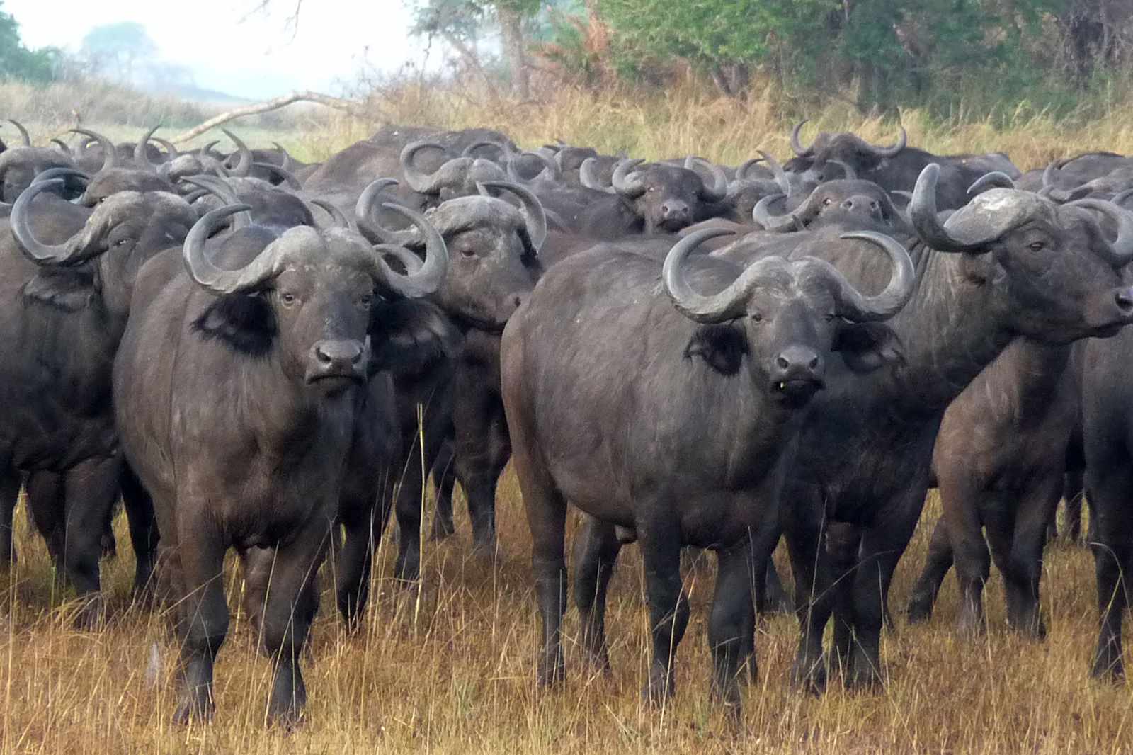 Kafue Busanga Plains Büffel