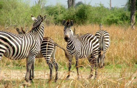 South Luangwa Zebra