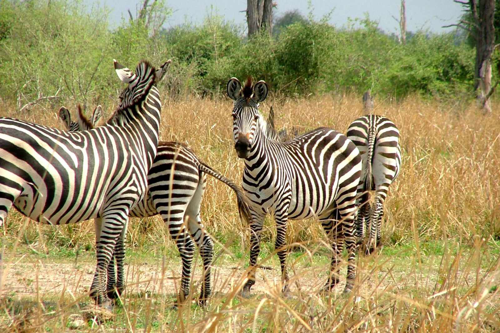 South Luangwa Zebra