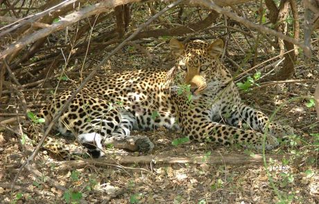 Sambia Leopard