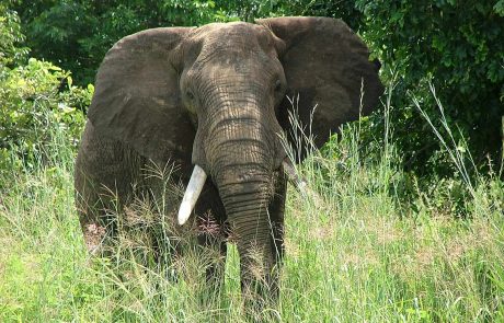 Sambia South Luangwa Elefant