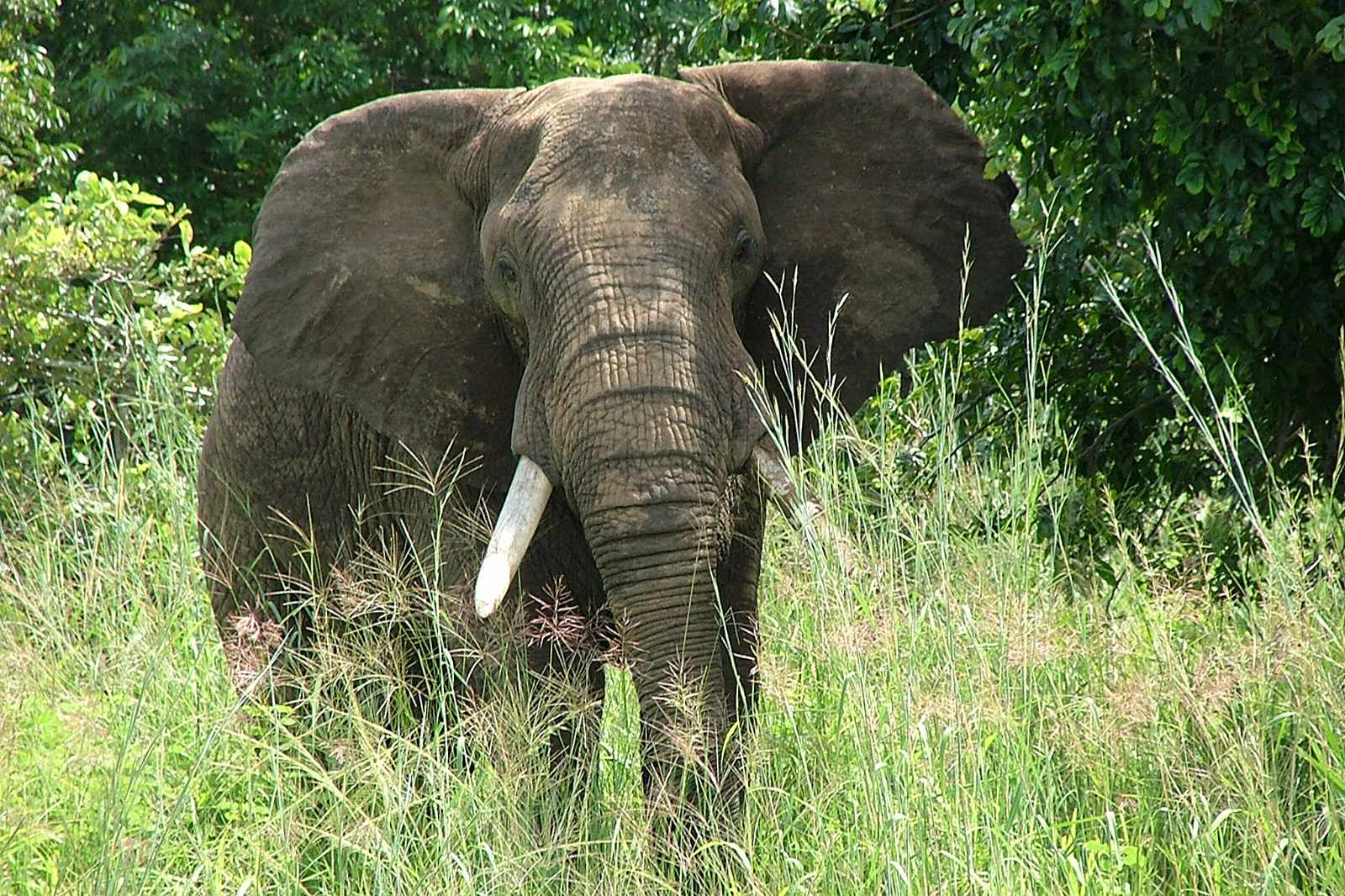 Sambia South Luangwa Elefant