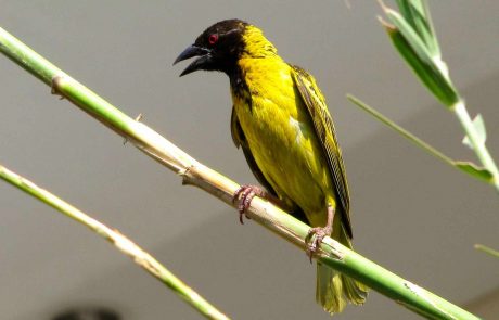 Lusaka Southern Sun Webervogel