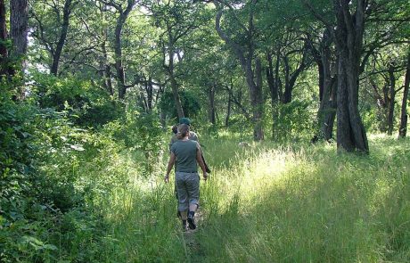 sambia-wlt-South-Luangwa-Park Sambia South Luangwa