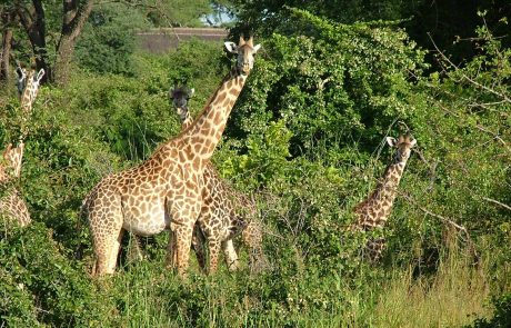 Sambia South Luangwa Giraffen
