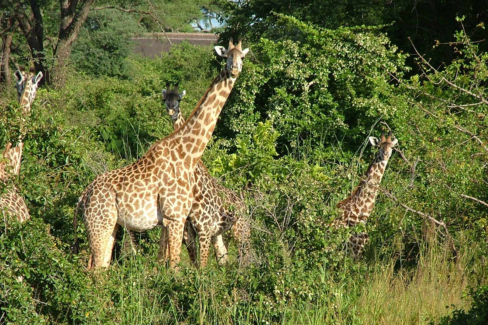 Sambia South Luangwa Giraffen