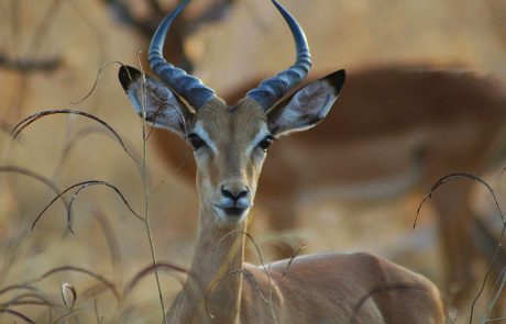 Sambia Impala