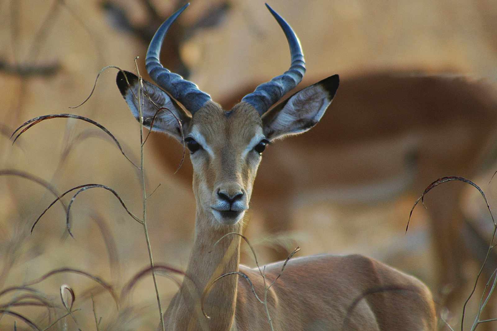 Sambia Impala
