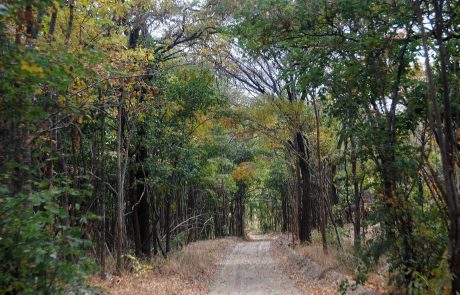Sambia Mopane Forest