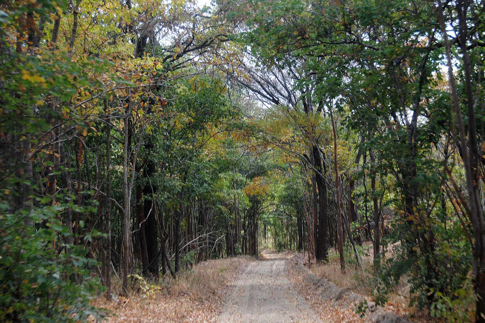 Sambia Mopane Forest