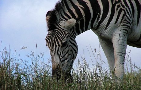 sudafrika-es-DSCF1361 Südafrika Natal Zebra
