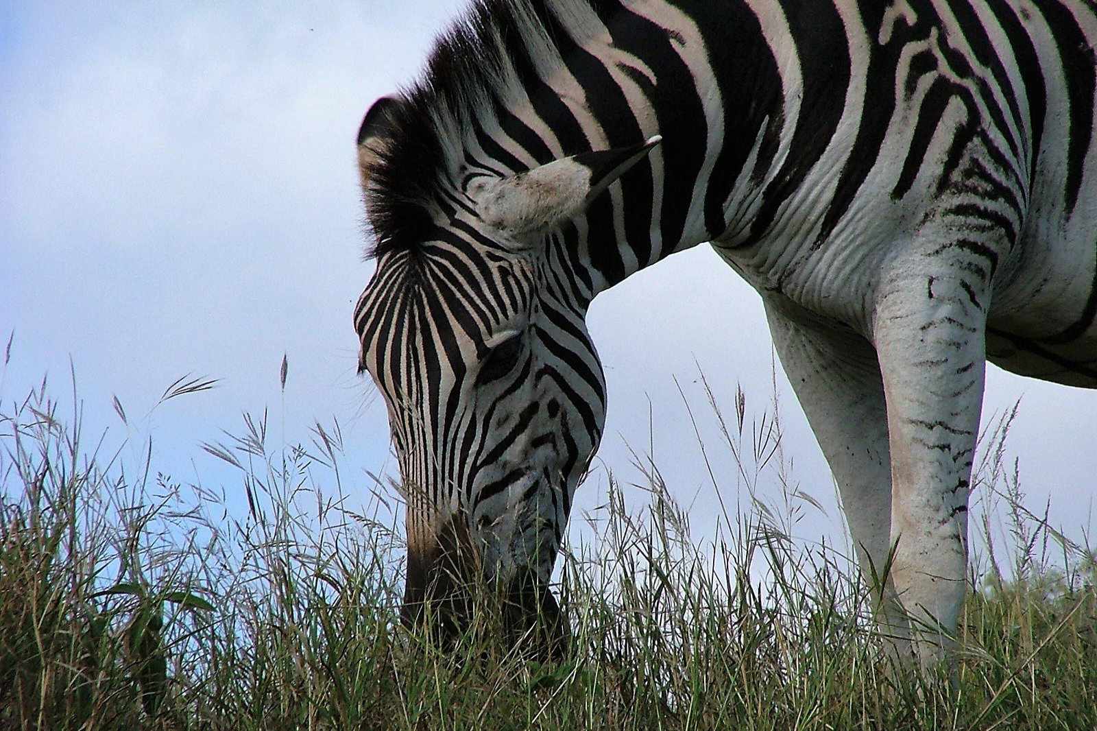 Südafrika Natal Zebra