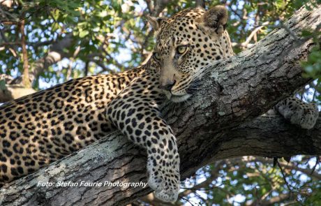 sudafrika-es-Simbavati-Hill-Leopard Südafrika, Leopard, copyright Simbavati-Hill