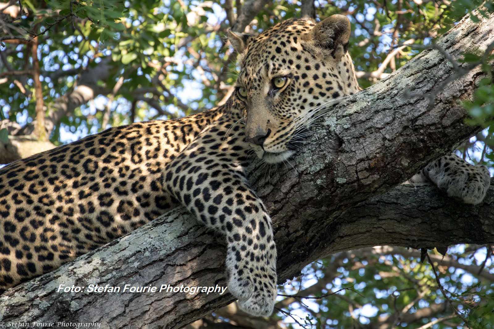 Südafrika, Leopard, copyright Simbavati-Hill