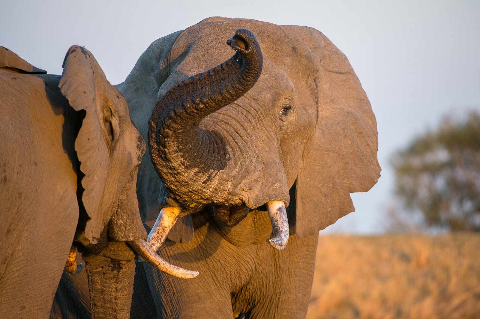 Südafrika Elefant im Krüger Park