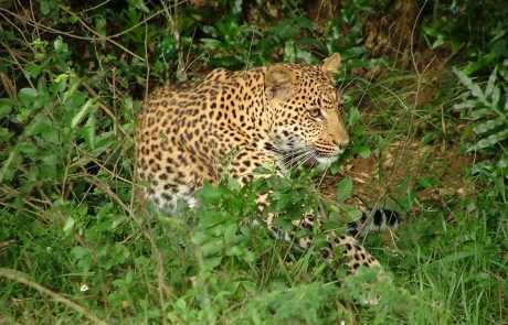 sudafrika-ns-DSCF1410 Südafrika Natal Leopard