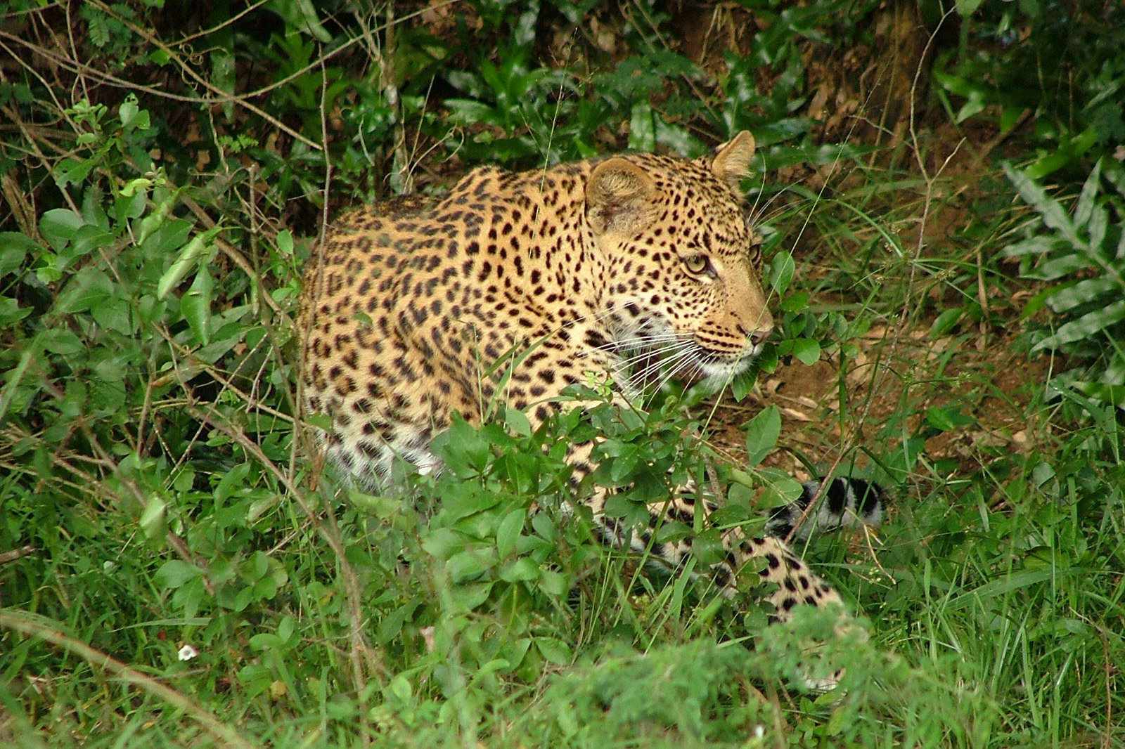 Südafrika Natal Leopard