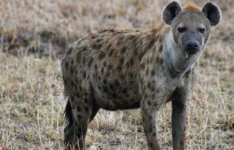 sudafrika-ns-IMG_9119 Südafrika Hyäne