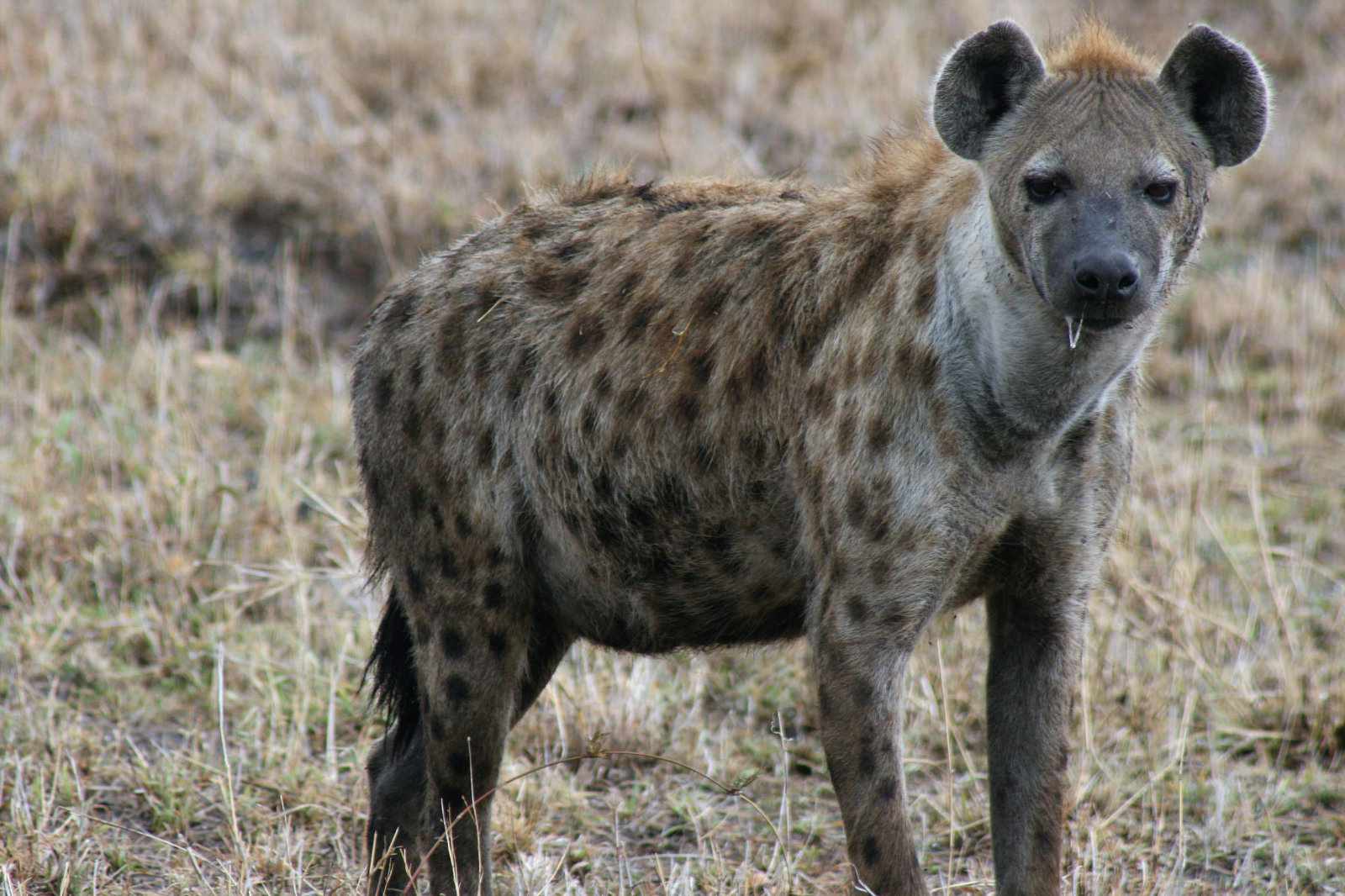 Südafrika Hyäne