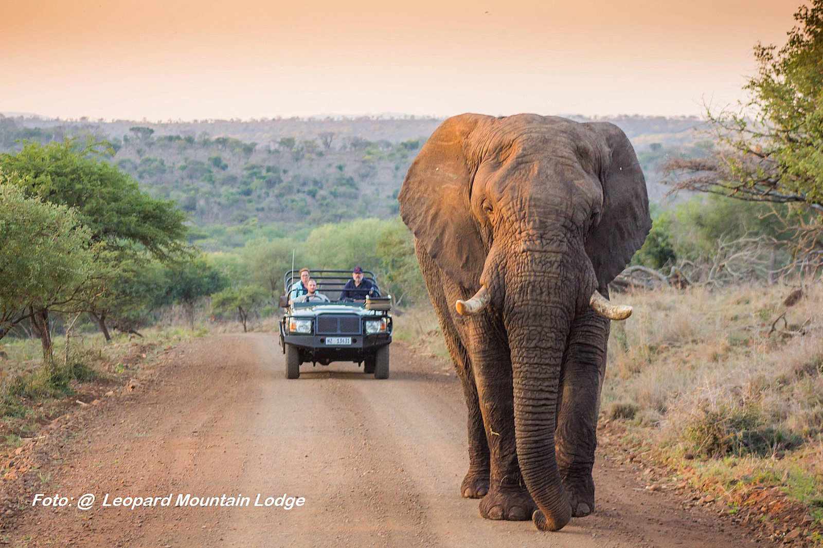 Südafrika Leopard Mountian Lodge Elefant