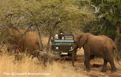 sudafrika-ns-Leopard-Mountain-Lodge-9 Südafrika Leopard Mountian Lodge Elefant bei Pirschfahrt