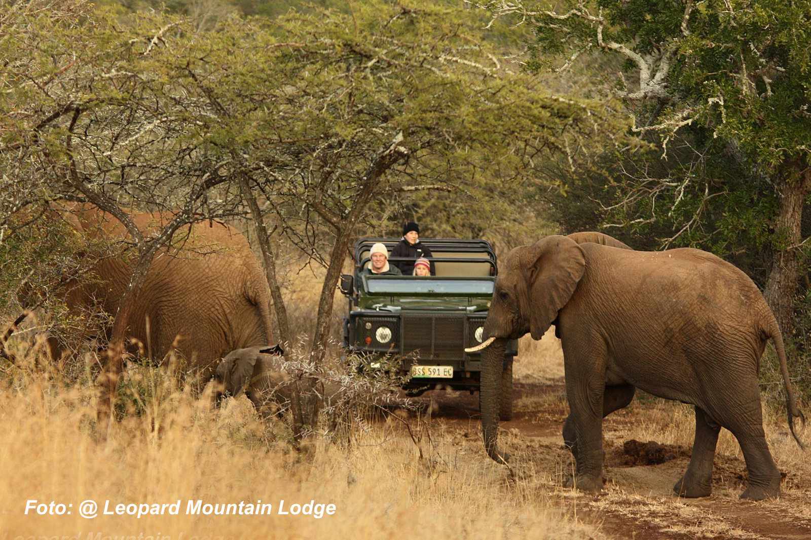 Südafrika Leopard Mountian Lodge Elefant bei Pirschfahrt