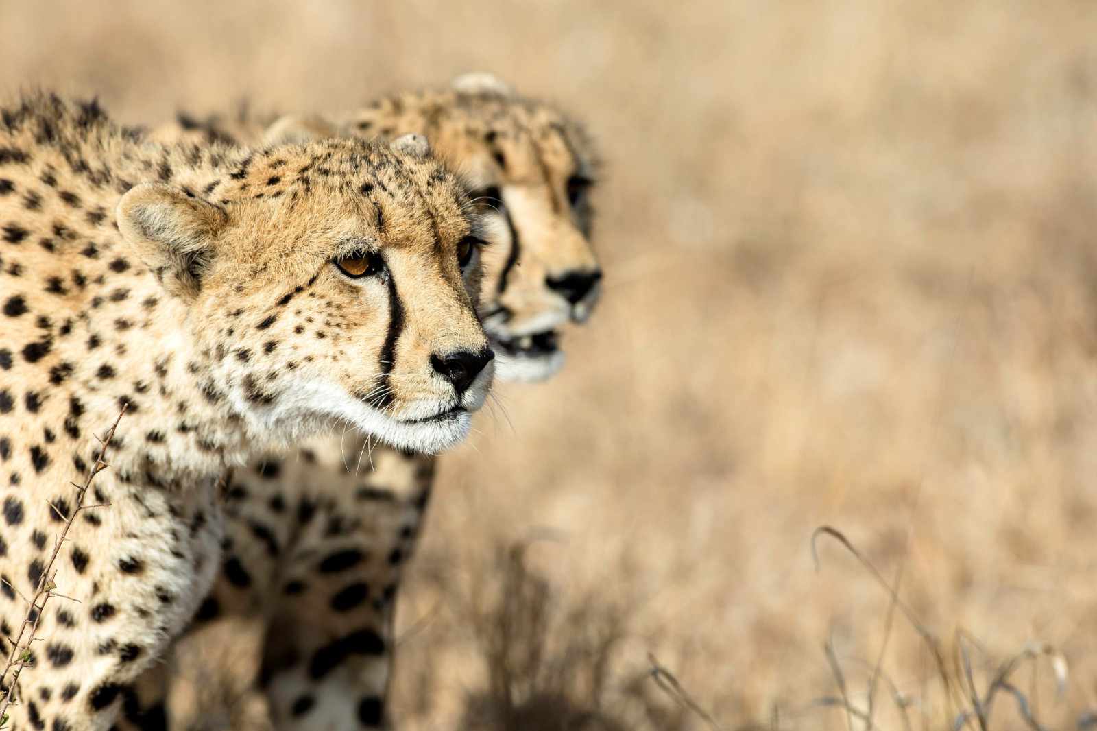 Südafrika Gepard im Kürger cc Bruce Taylor