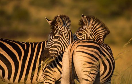 Südafrika, Zebra im Krüger credit Bruce Taylor