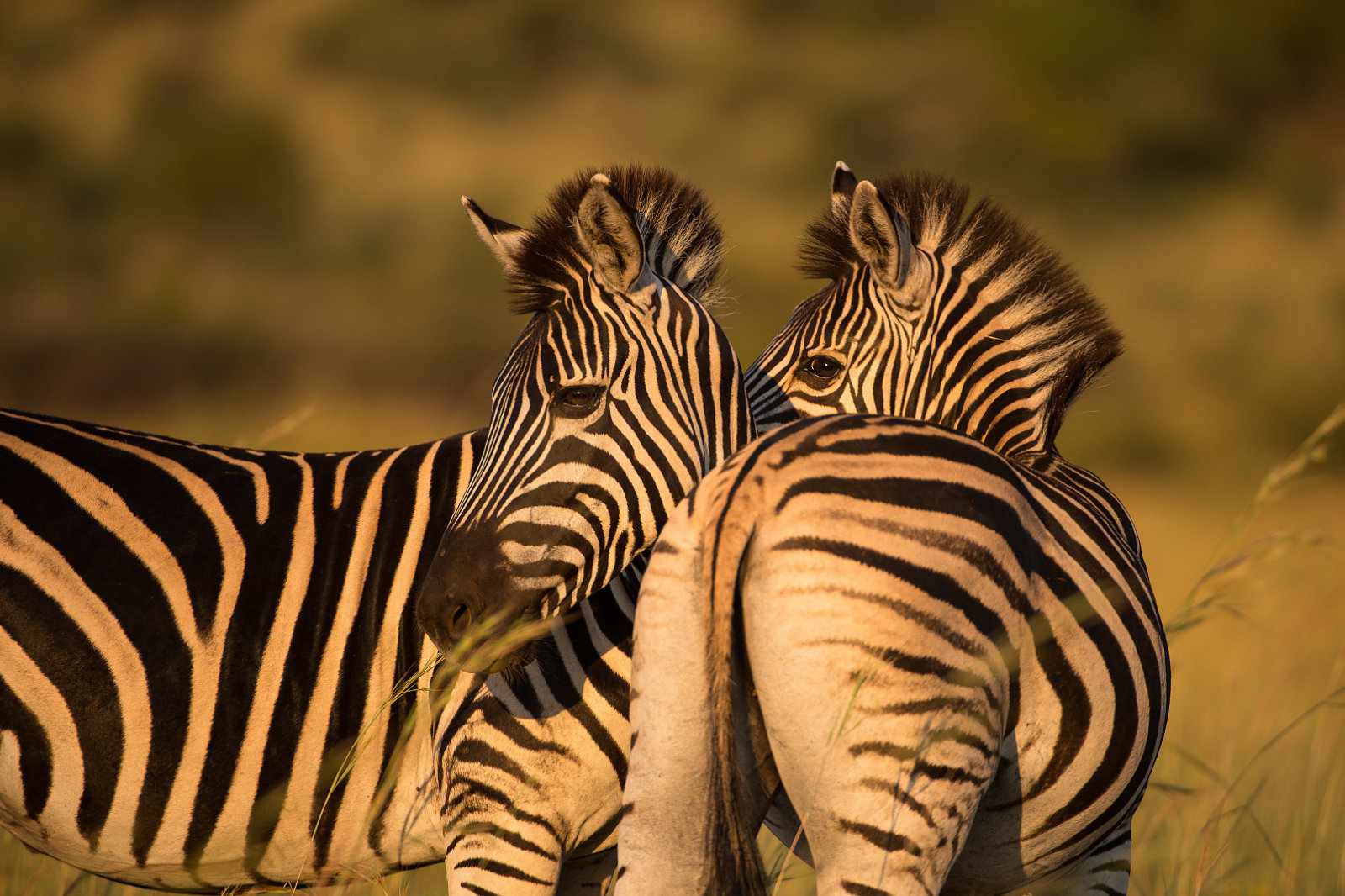 Südafrika, Zebra im Krüger credit Bruce Taylor