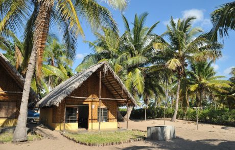 Mosambik Pal Grove credit B. Taylor