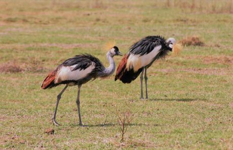 Tansania Ruaha Kronenkranich
