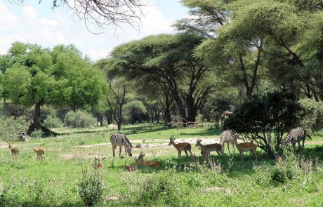 Tansania Ruaha